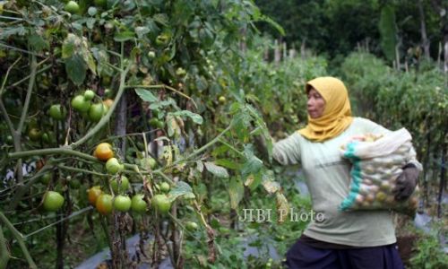 FOTO GUNUNG KELUD : Percepat Panen Tomat