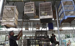 FOTO PASAR BURUNG DEPOK : Menempati Shelter