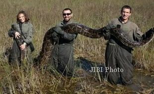 PENEMUAN PITON : Ular Raksasa Ditemukan di Florida