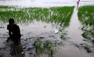 Tanggul Sungai Piji dan Dawe di Kudus Jebol, Sawah 70 Hektare Terendam Banjir