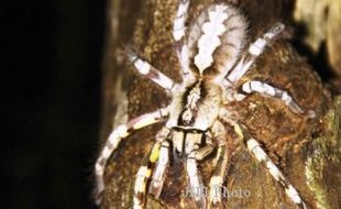 Tarantula Raksasa Ditemukan di Sri Langka