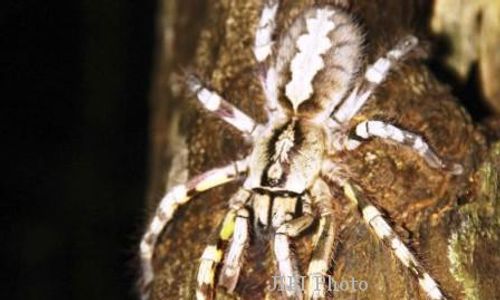 Tarantula Raksasa Ditemukan di Sri Langka