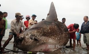 FOTO IKAN MOLAMOLA : Terdampar di Pantai Taman Ria Teluk Palu