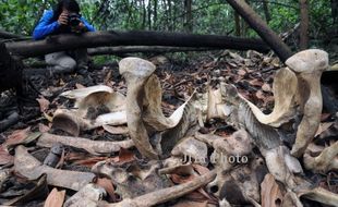 FOTO KERANGKA TUJUH GAJAH MATI : Diduga Mati Akibat Racun 