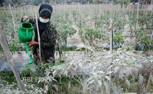 DAMPAK LETUSAN KELUD : Ribuan Hektare Tanaman Pangan Terancam Gagal Panen