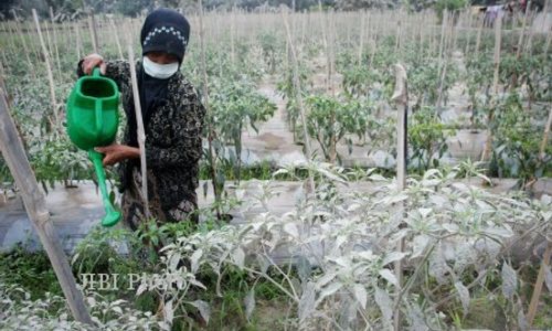 DAMPAK LETUSAN KELUD : Ribuan Hektare Tanaman Pangan Terancam Gagal Panen