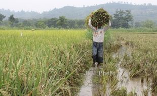 Bulog Surakarta Naikkan Harga Beli Gabah