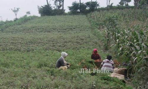 DAMPAK LETUSAN KELUD : Hujan Abu Bikin Petani Sayur di Boyolali Panen Dini