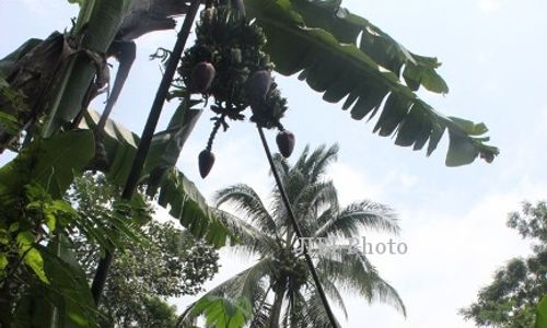 KISAH UNIK : Wow, Pohon Pisang Ambon Ini Bertandan 4