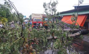 HUJAN DERAS SOLORAYA : Angin Kencang, Pepohonan di Sukoharjo Bertumbangan