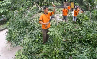 FOTO BATANG POHON : Memotong Batang Pohon