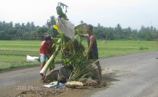 Warga Bantul Tanam Pohon Di Jalan Rusak