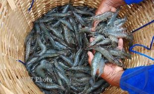 BUDIDAYA UDANG : Gubernur Ganjar Panen Udang di Tambak Milik Preman Tobat