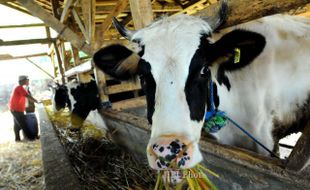 FOTO PEMBIBITAN SAPI LOKAL :  Memberi pakan Sapi Perah