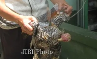 Sejumlah Ayam di Selomartani Ditemukan Mati, Karena Apa?