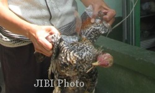 Ratusan Ayam Mati Mendadak di Bantul