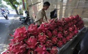 PERAYAAN HARI BESAR : Layani Pesanan Imlek, Petani Buah Naga Keteteran