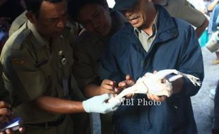 Pemkab Klaten Sita Enam Daging Ayam Tiren