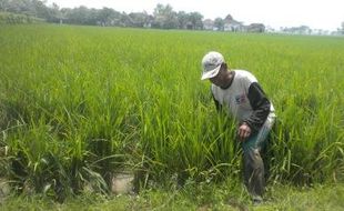 PUPUK LANGKA : Petani Sukoharjo Berburu Pupuk ke Luar Daerah