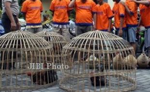 PERJUDIAN SLEMAN : Digerebek, Puluhan Warga di Arena Sabung Ayam Kocar-kacir