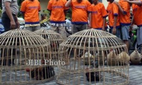 12 Orang di Lokasi Judi Sabung Ayam Piyungan Bebas