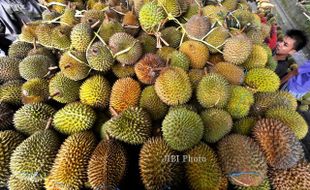 PERTANIAN KULONPROGO : Durian Mampu Tingkatkan Kesejahteraan Warga, Ini Harapan Petani Banjaroya