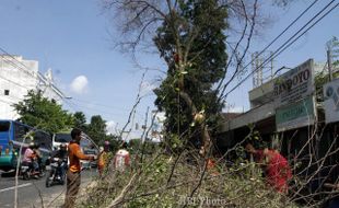 Ini Langkah BPBD Bantul untuk Antisipasi Pohon Tumbang karena Angin Kencang