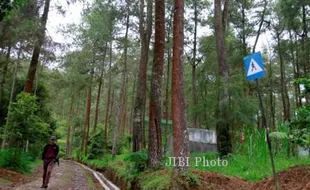 PELESTARIAN HUTAN : Wagub: Luas Hutan Negara di Jateng Masih Kurang