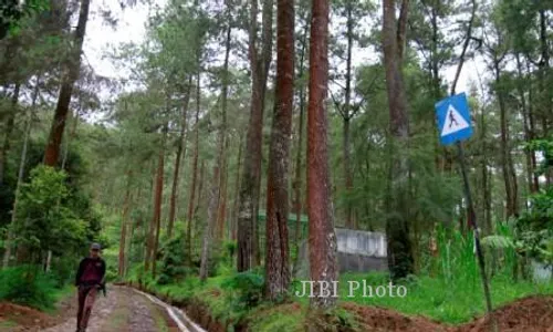 Penebangan Hutan Rakyat di DIY Tak Perhitungkan Dampak Lingkungan