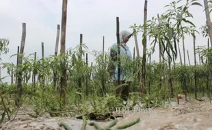 BANJIR KLATEN : Terendam Air, Tanaman Cabai di Bayat Mati