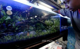 FOTO AQUASCAPE : Trend Baru  Pengemar Aquarium 