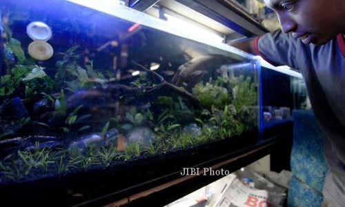 FOTO AQUASCAPE : Trend Baru  Pengemar Aquarium 