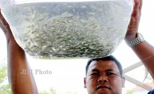 Bantul Targetkan Produksi Bibit Ikan 225 Juta Ekor