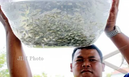 Bantul Targetkan Produksi Bibit Ikan 225 Juta Ekor