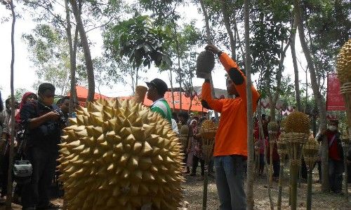 Kencono Rukmi, Nama Durian Asli Gunungkidul