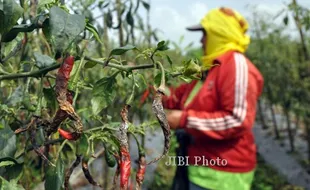 FOTO TANAMAN CABAI TERSERANG PENYAKIT : Memanen cabai merah