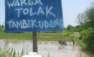 TAMBAK UDANG BANTUL : Sultan : Tambak Udang Itu Ilegal