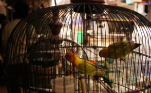 FOTO BURUNG LOVE BIRD : Memajang burung Love bird