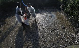 BUDIDAYA LELE : Warga Winongo Sulap Lahan Tidur Menjadi Tambang Lele