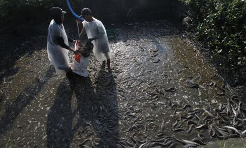 BUDIDAYA LELE : Warga Winongo Sulap Lahan Tidur Menjadi Tambang Lele