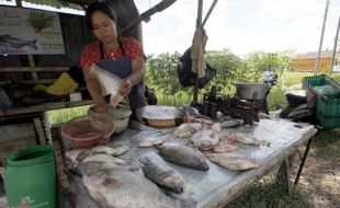 POTENSI PERIKANAN : Budi Daya Ikan Tetap Normal Saat Kemarau