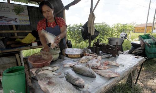 LEBARAN 2014 : Produksi Ikan di Sleman Melimpah, Stok Aman