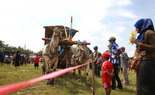 FOTO LOMBA DRAG RACE GEROBAK SAPI : Balapan Sapi