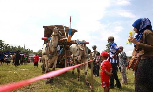 FOTO LOMBA DRAG RACE GEROBAK SAPI : Balapan Sapi