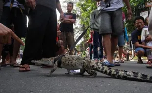 FOTO CAR FREE DAY : Hi! Pencinta Reptil Hela Buaya di Jalan