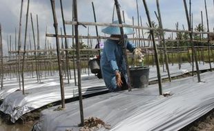 PANCAROBA : Petani Pilih Tanam Tomat Gara-Gara Harga Cabai Tak Menentu