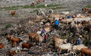 SAPI PEMAKAN SAMPAH : Pemkab Keluarkan Imbauan untuk Pedagang Hewan Kurban, Ini Isinya