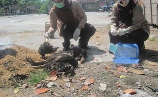 SERANGAN FLU BURUNG : Maret-April, 545 Ekor Unggas Mati Mendadak