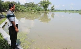 BANJIR KLATEN : 61 Ha Lahan Padi di Wedi Puso karena Terendam Air