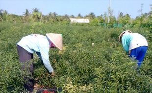 Harga Cabai di Tingkat Petani Kulonprogo Rendah, Hanya Rp4.000 Per Kilogram